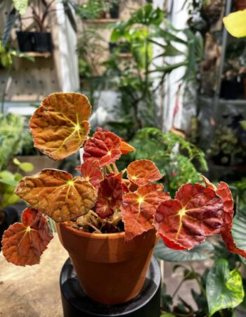 雪靈兒秋海棠 — 植仔 Plantjai 香港觀葉植物