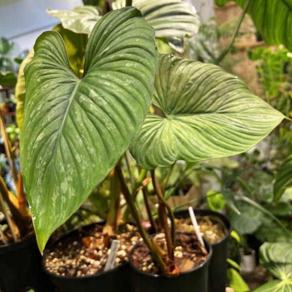 Philodendron plowmanii — 植仔 Plantjai 香港觀葉植物