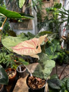 Syngonium podophyllum 'Christmas' - Image 4