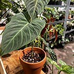 Philodendron 'Splendid' 花絨葉蔓綠絨 — 植仔 Plantjai 香港觀葉植物