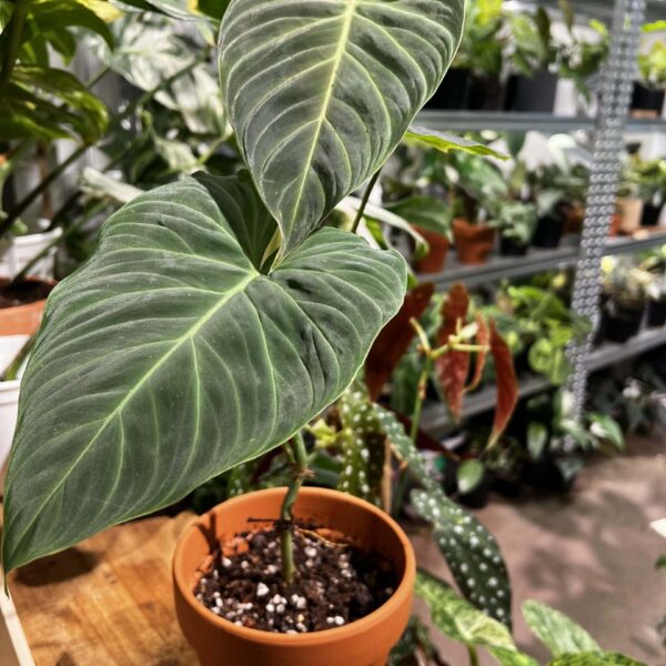 花絨葉蔓綠絨 — 植仔 Plantjai 香港觀葉植物