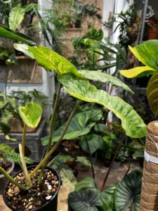 Philodendron paraiso verde 綠天堂蔓綠絨：圖片 4
