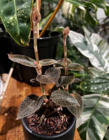 台灣金線蓮 — 植仔 Plantjai 香港觀葉植物