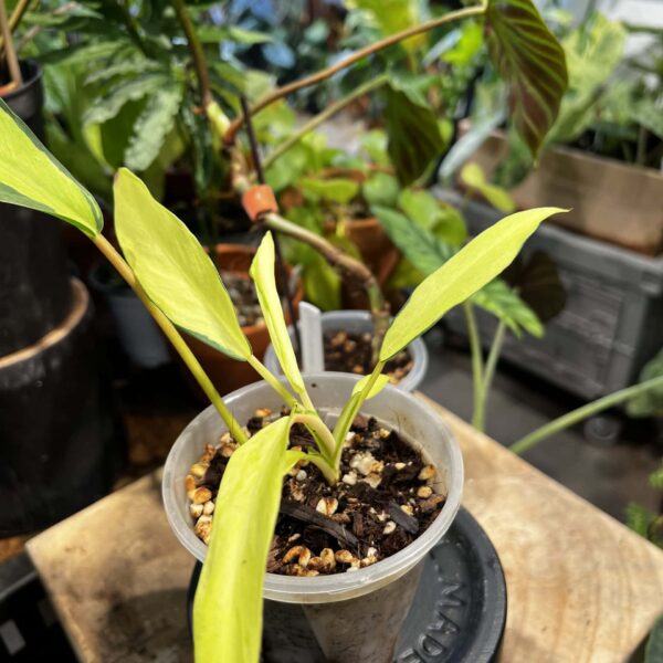泰國日出蔓綠絨 — 植仔 Plantjai 香港觀葉植物