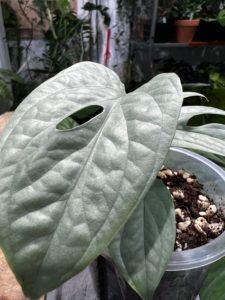 Amydrium medium 'Cebu Blue'