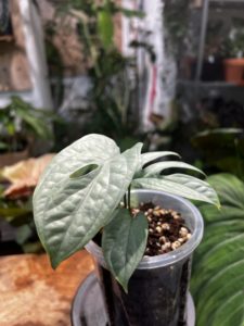Amydrium medium 'Cebu Blue'