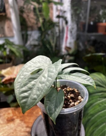 Amydrium zippelianum 雞爪雷公蓮（Amydrium zippelianum）— 植仔 Plantjai 香港觀葉植物