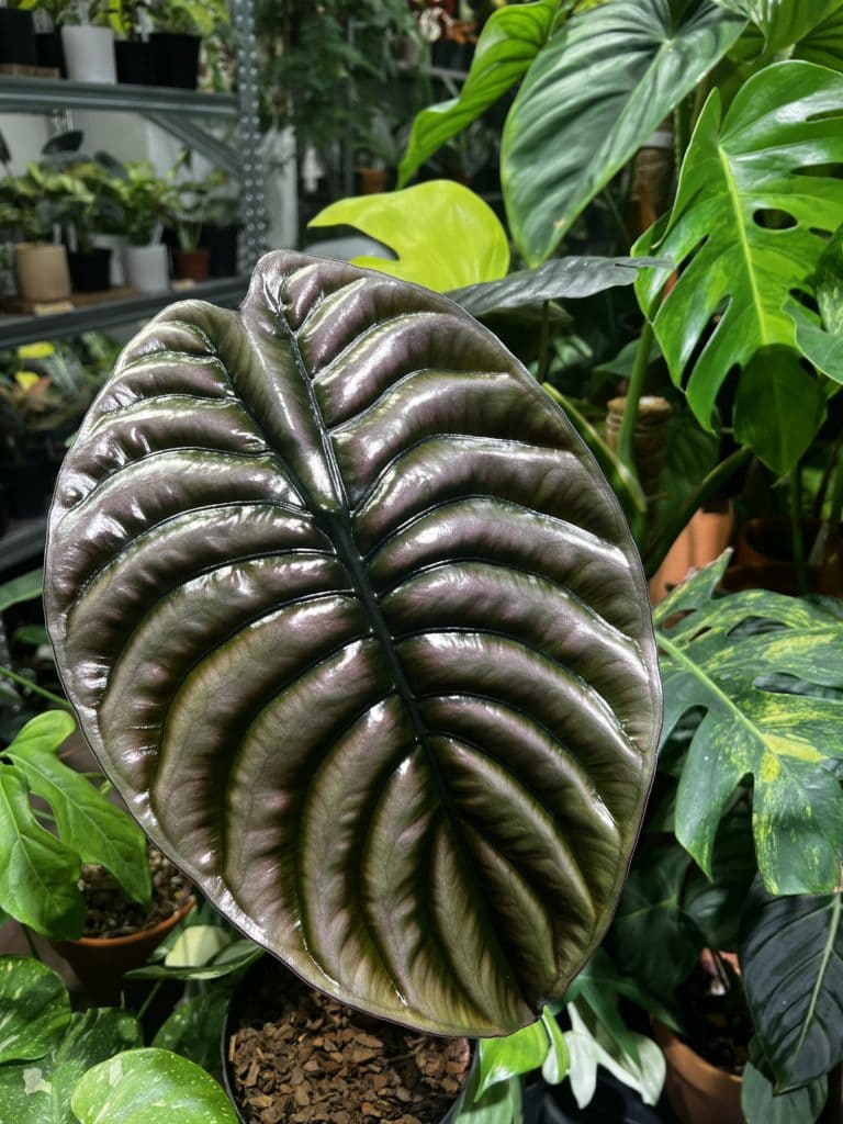 銅葉海芋