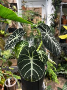 Alocasia 'Ninja' - Image 3