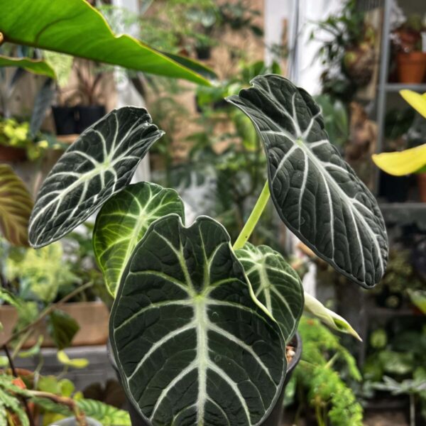 忍者海芋 — 植仔 Plantjai 香港觀葉植物