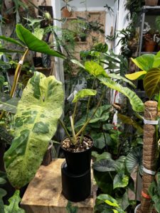 Philodendron paraiso verde 綠天堂蔓綠絨：圖片 2