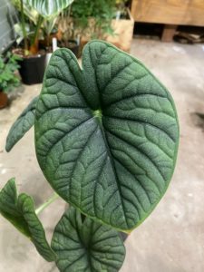 Alocasia melo - Image 3