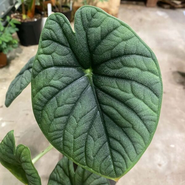 密瓜海芋（Alocasia melo）— 植仔 Plantjai 香港觀葉植物