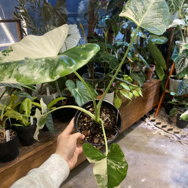 熱亞海芋 — 植仔 Plantjai 香港觀葉植物