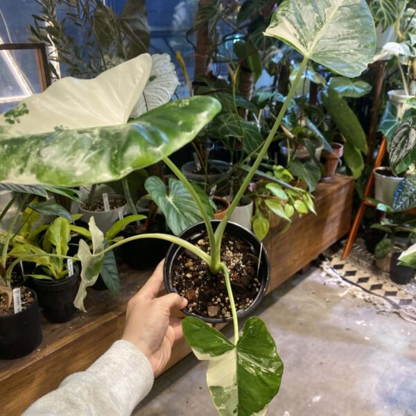 alocasia macrorrhizos variegata 熱亞海芋