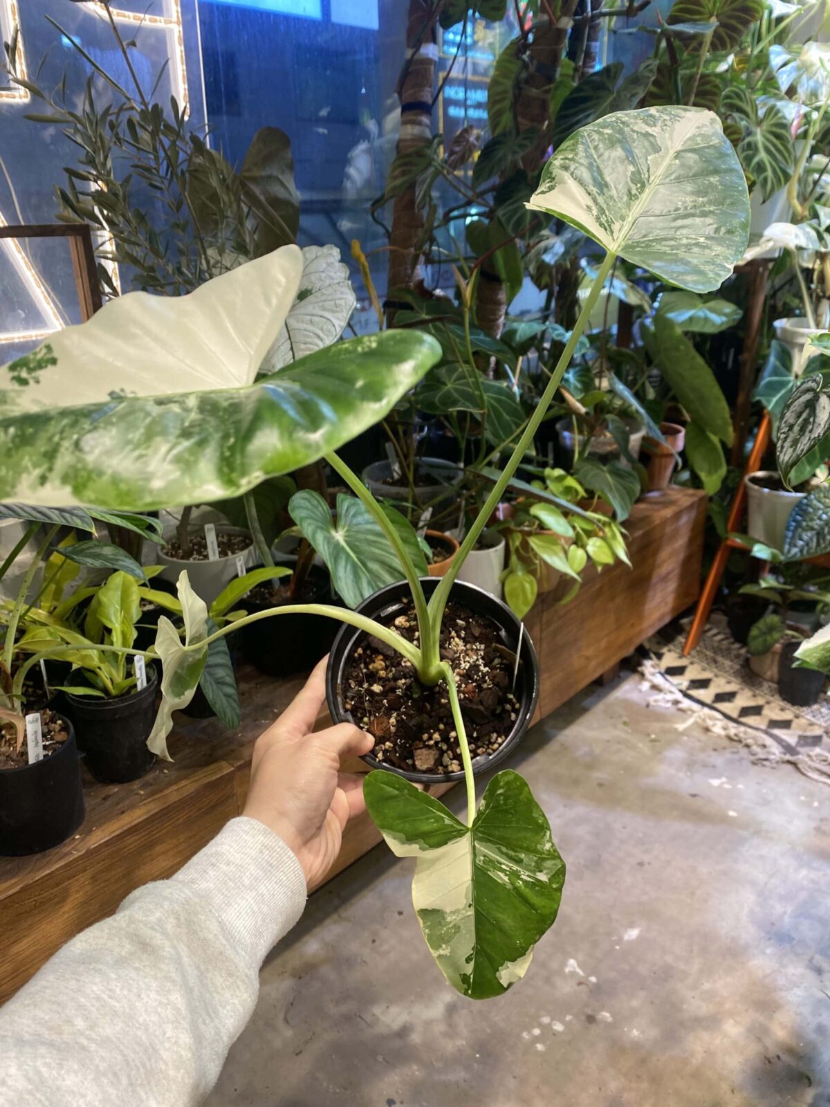 alocasia macrorrhizos variegata 熱亞海芋