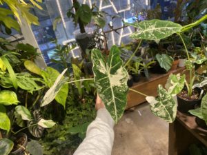 Alocasia 'Frydek' albo var. - Image 12