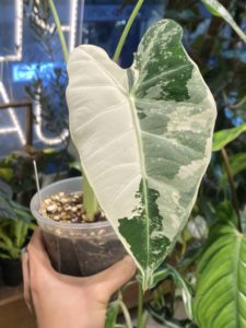 Alocasia 'Frydek' albo var. - Image 11