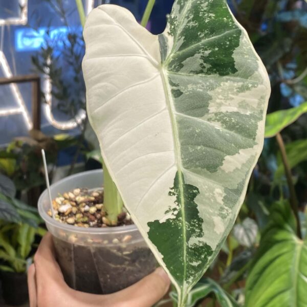 白錦綠天鵝絨海芋 — 植仔 Plantjai 香港觀葉植物