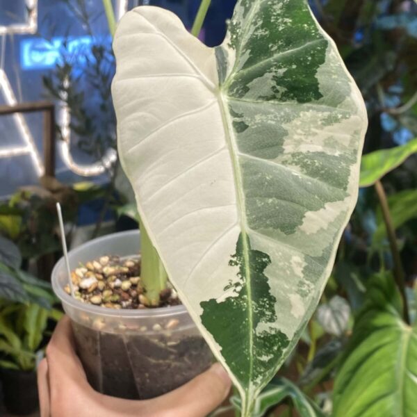 白錦綠天鵝絨海芋 — 植仔 Plantjai 香港觀葉植物