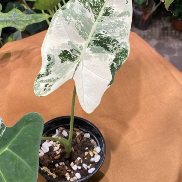白錦綠天鵝絨海芋 — 植仔 Plantjai 香港觀葉植物