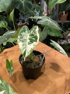 Alocasia 'Frydek' albo var. - Image 6