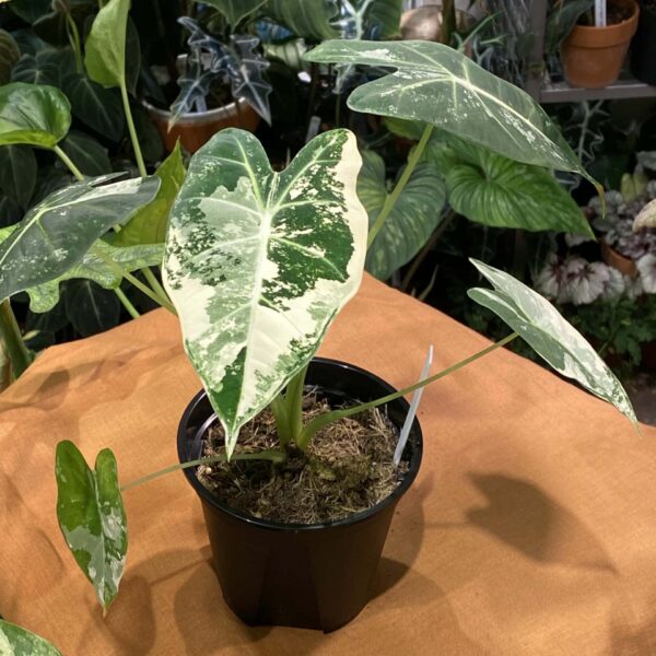 白錦綠天鵝絨海芋 — 植仔 Plantjai 香港觀葉植物
