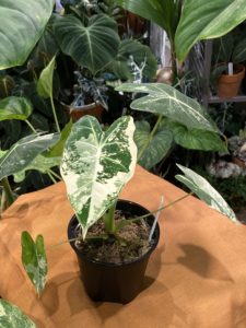 Alocasia 'Frydek' albo var. - Image 7