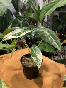 Alocasia 'Frydek' albo var. - Image 8