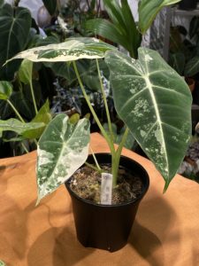 Alocasia 'Frydek' albo var. - Image 9