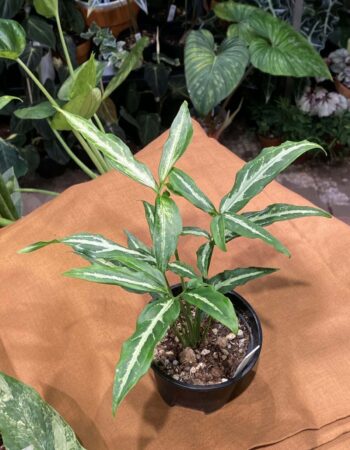 炒雞蛋合果芋 — 植仔 Plantjai 香港觀葉植物