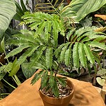 Peperomia Pink Lady Variegated 粉錦椒草（Peperomia Pink Lady Variegated）— 植仔 Plantjai 香港觀葉植物