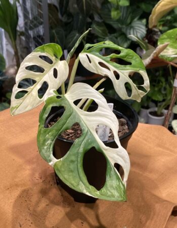 史丹利錦龜背竹 — 植仔 Plantjai 香港觀葉植物