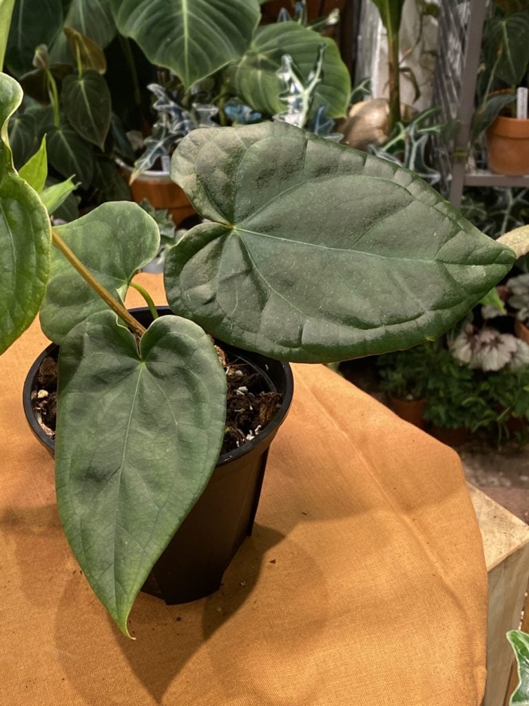 奢華x盾葉花燭