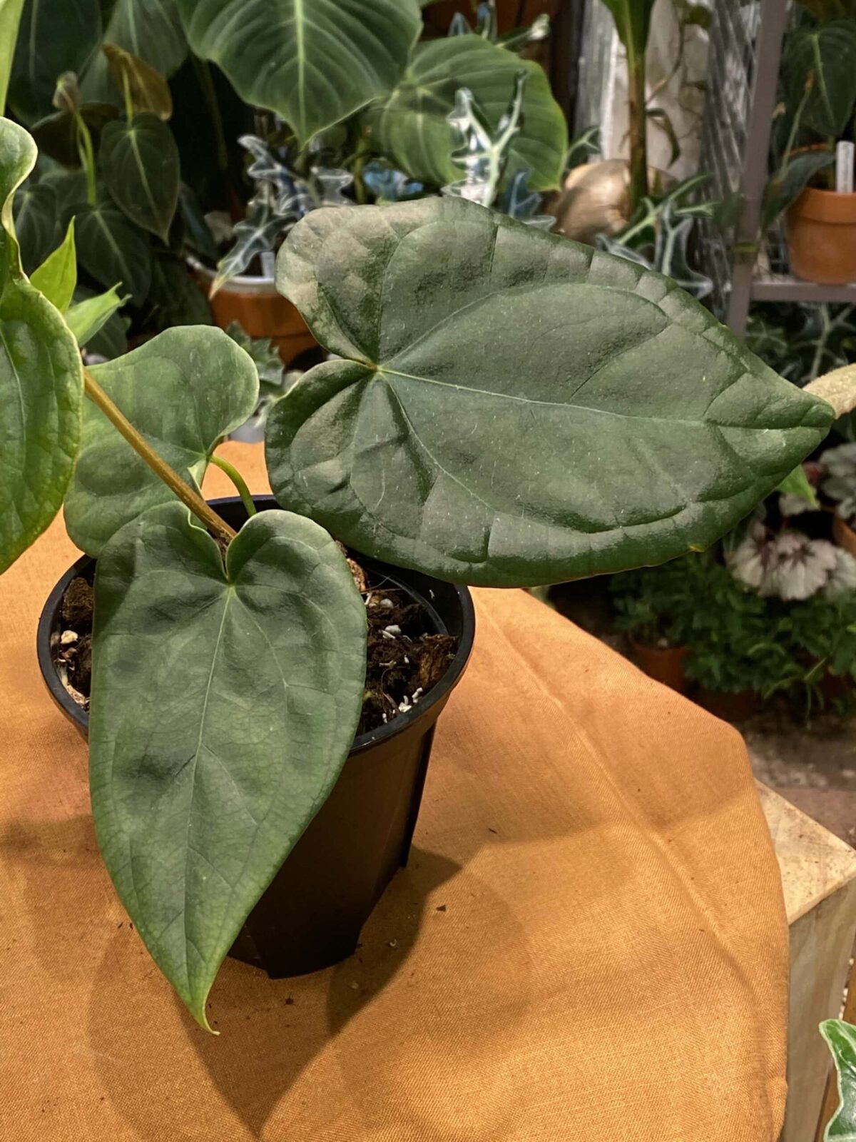 Anthurium luxurians x forgetii 奢華x盾葉花燭