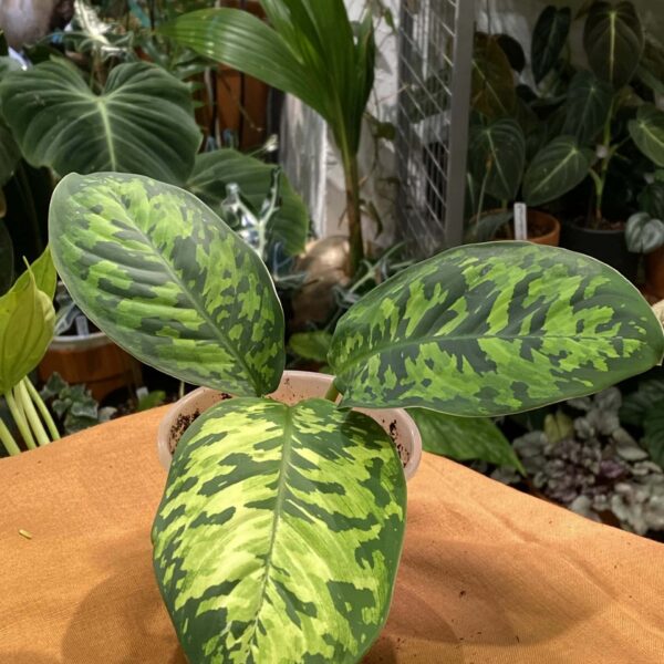 迷彩千年健 — 植仔 Plantjai 香港觀葉植物