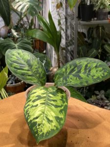 Homalomela wallisii 'Camouflage'迷彩千年健：圖片 3