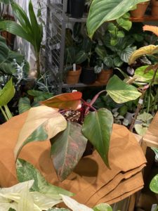 Philodendron erubescens 'Strawberry Shake' - Image 3