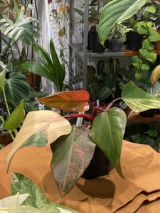 Philodendron erubescens 'Strawberry Shake' - Image 4