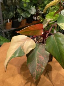 Philodendron erubescens 'Strawberry Shake' - Image 6