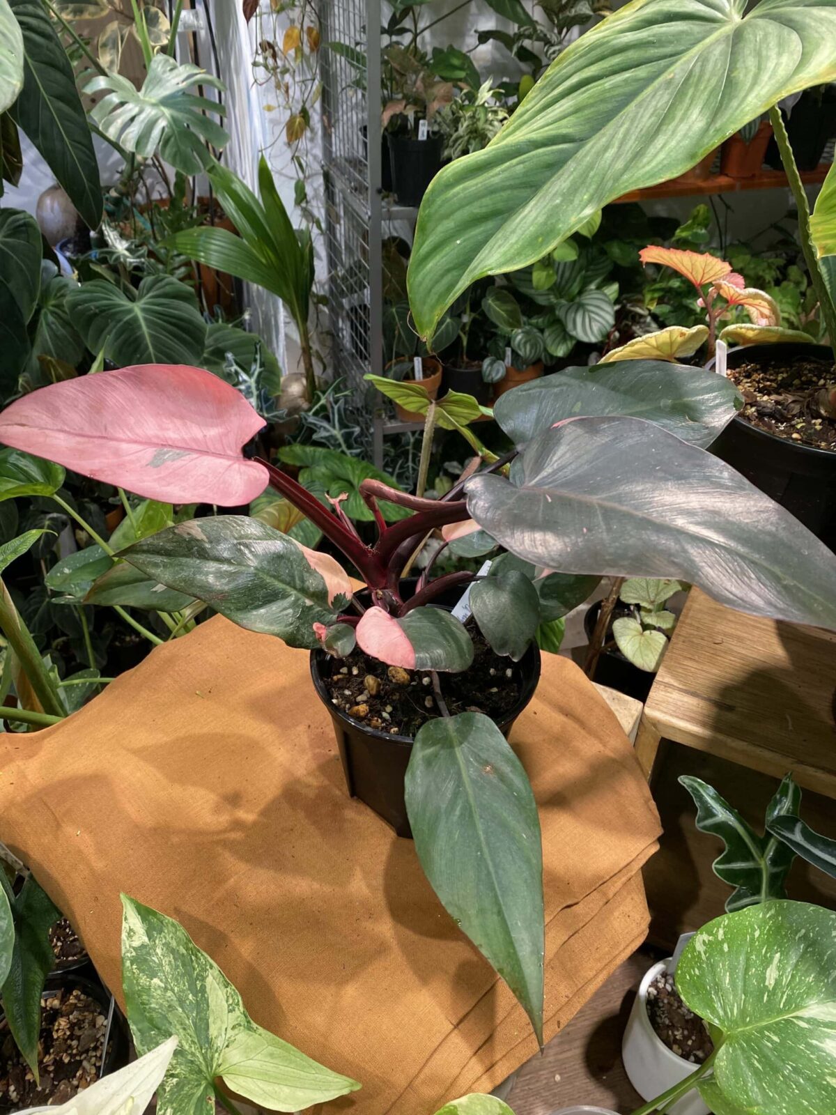 Philodendron 'Pink Princess' 粉公主蔓綠絨
