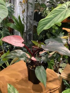 Philodendron 'Pink Princess Galaxy' - Image 2