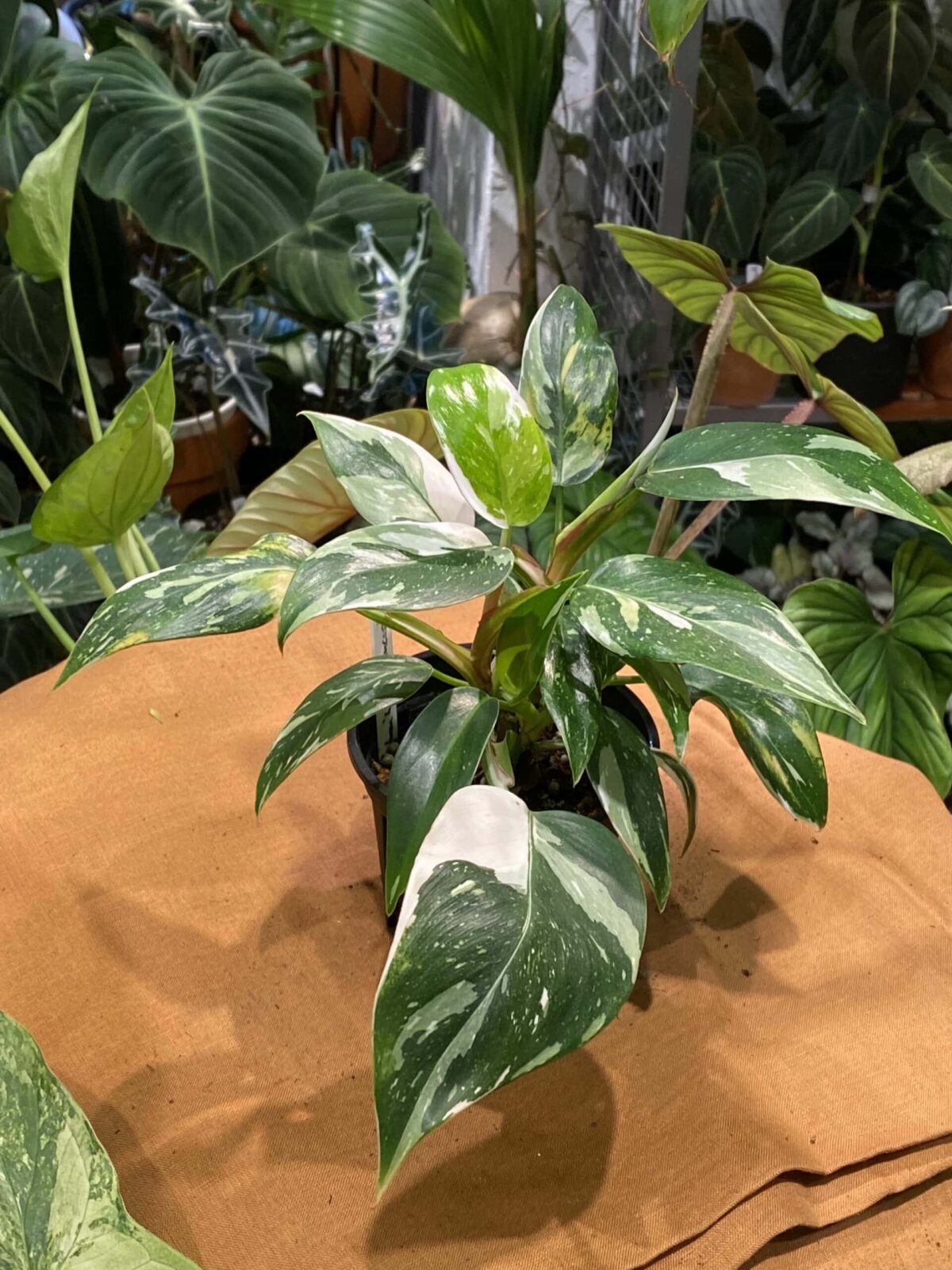 Philodendron 'White Princess' 白公主蔓綠絨