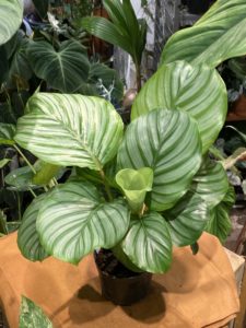 Calathea orbifolia - Image 4