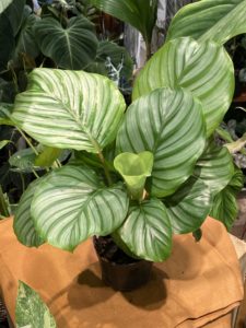 Calathea orbifolia - Image 3
