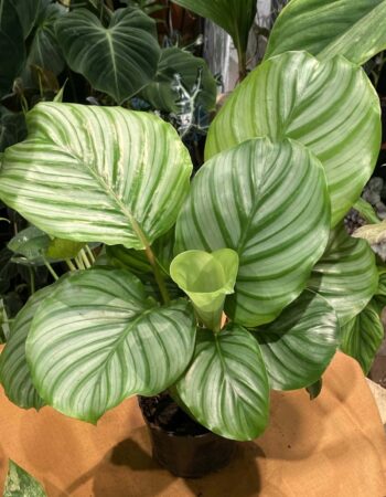 半水培竹芋（Calathea）— 植仔 Plantjai 香港觀葉植物