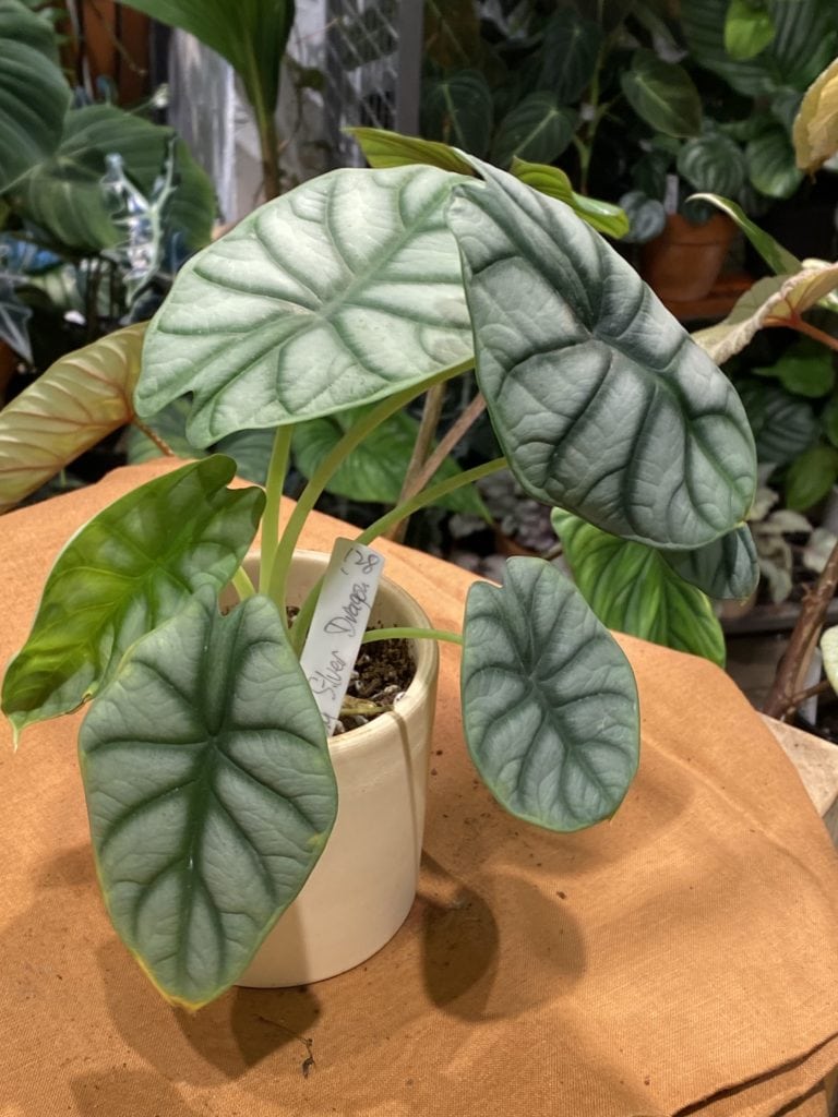 白犀牛海芋