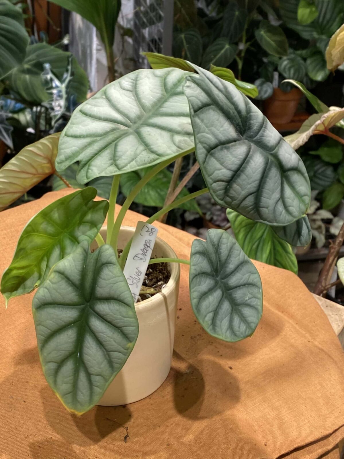 IMG_6218 Alocasia 'Silver Dragon' 白犀牛海芋 — 植仔 Plantjai 香港觀葉植物