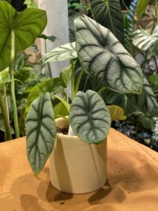 Alocasia 'Silver Dragon' - Image 3