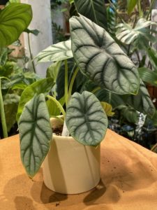 Alocasia 'Silver Dragon' - Image 4